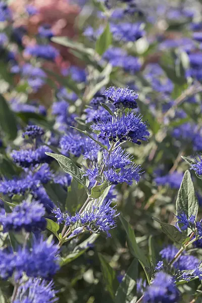 625134 - Caryoptéris de Clandon (Caryopteris x clandonensis 'Heavenly Blue')