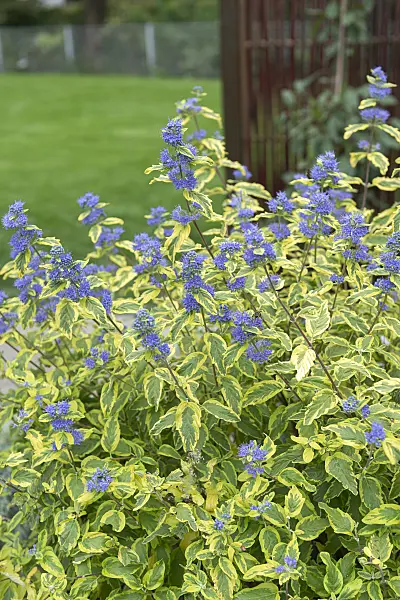 651150 - Caryoptéris de Clandon (Caryopteris x clandonensis 'Summer Sorbet')