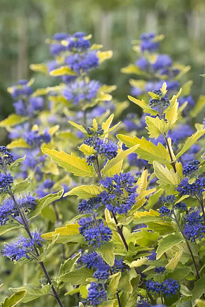635022 - Caryoptéris de Clandon (Caryopteris x clandonensis 'Sunny Blue')