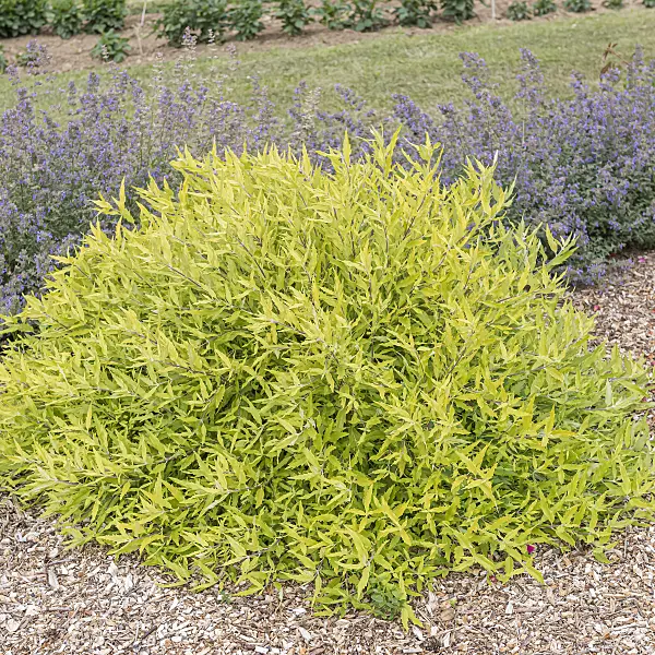 616181 - Caryoptéris de Clandon (Caryopteris x clandonensis 'Worcester Gold')