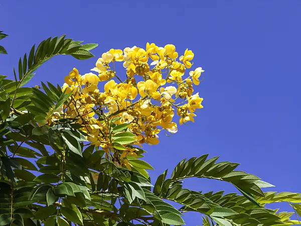 434317 - Cassia spectabilis