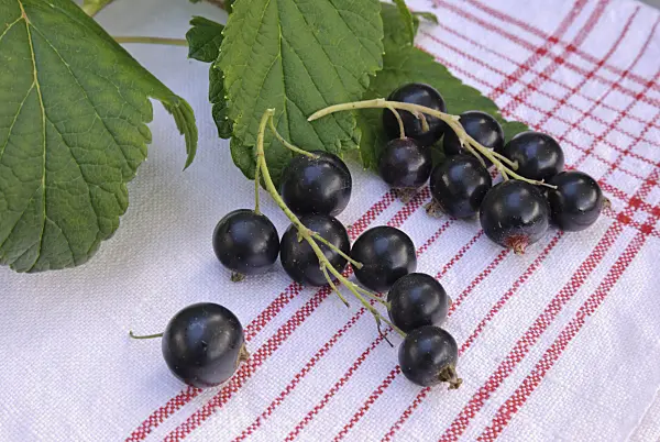 518052 - Cassissier (Ribes nigrum)