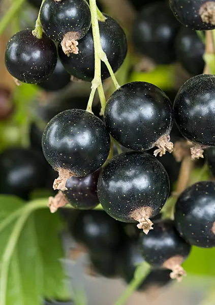 664383 - Cassissier (Ribes nigrum 'Titania')
