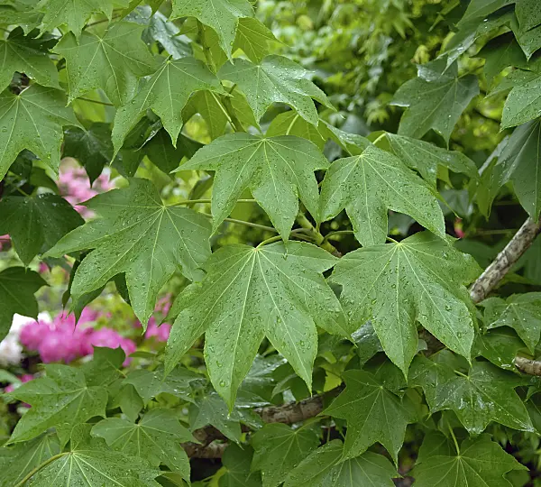 454026 - Castor aralia (Kalopanax septemlobus)