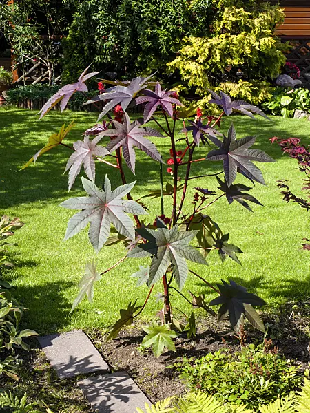 428086 - Castor oil plant (Ricinus communis)