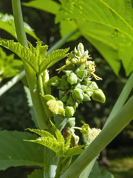 428322 - Castor oil plant (Ricinus communis)