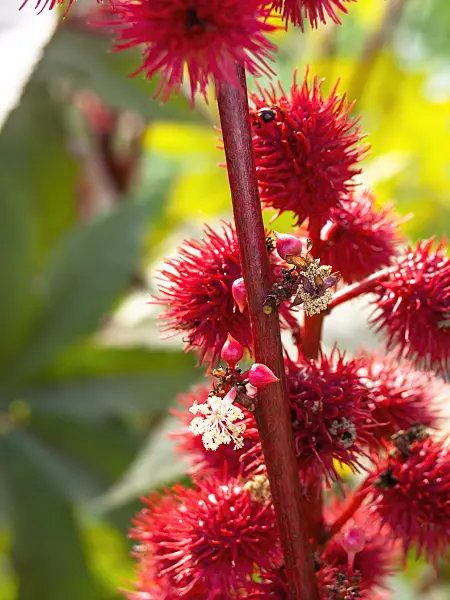 441034 - Castor oil plant (Ricinus communis)
