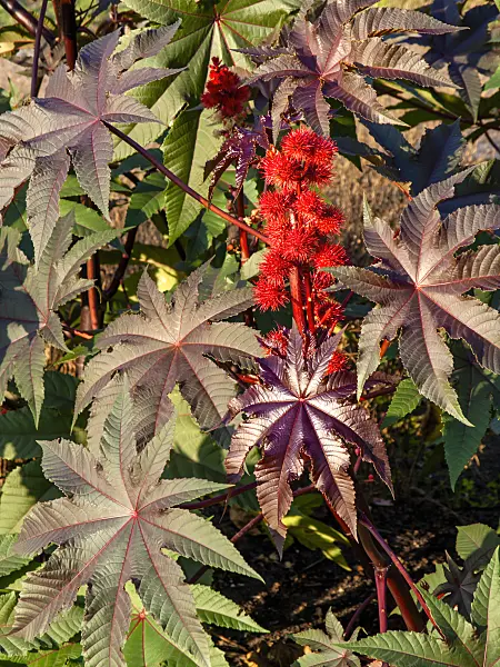 442039 - Castor oil plant (Ricinus communis)