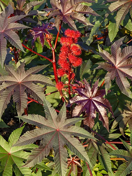 442040 - Castor oil plant (Ricinus communis)