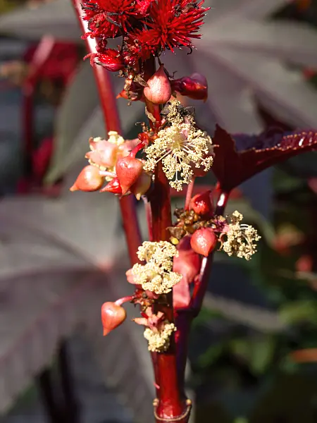 464009 - Castor oil plant (Ricinus communis)