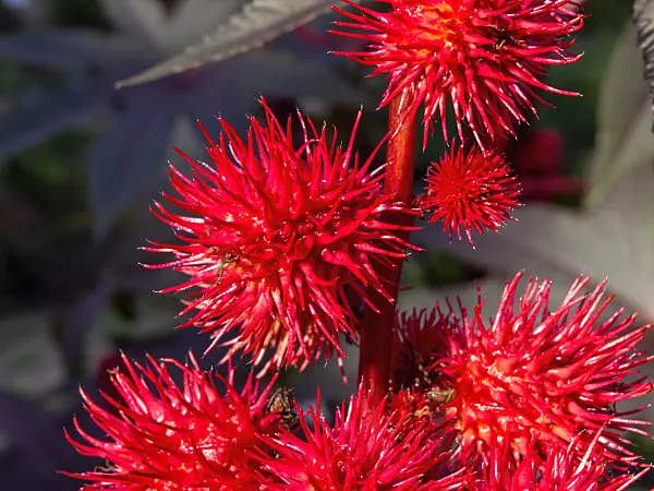 464010 - Castor oil plant (Ricinus communis)
