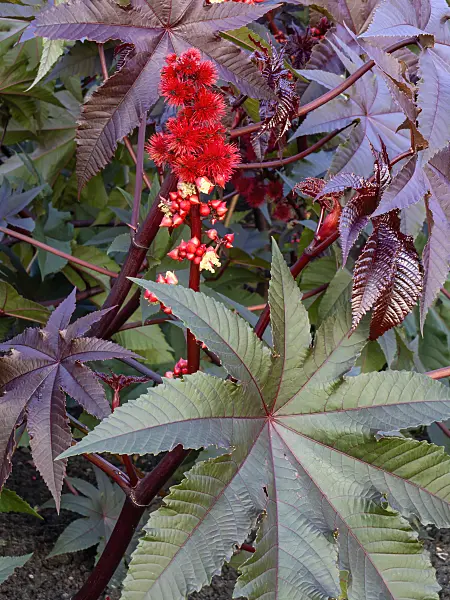 465113 - Castor oil plant (Ricinus communis)