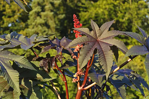 487117 - Castor oil plant (Ricinus communis)