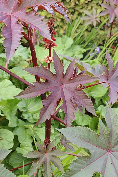 487263 - Castor oil plant (Ricinus communis)