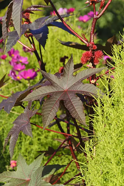 488125 - Castor oil plant (Ricinus communis)