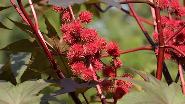 500111 - Castor oil plant (Ricinus communis)