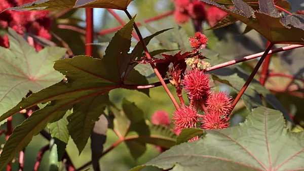 500113 - Castor oil plant (Ricinus communis)