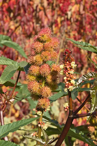 513078 - Castor oil plant (Ricinus communis)