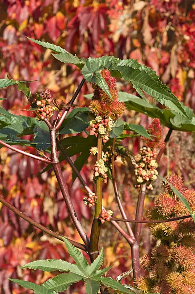 513079 - Castor oil plant (Ricinus communis)