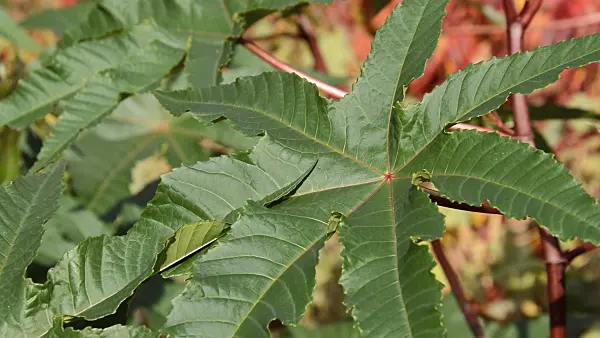 513088 - Castor oil plant (Ricinus communis)