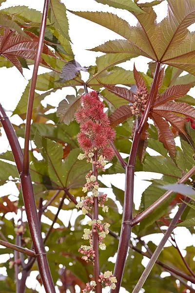 545144 - Castor oil plant (Ricinus communis)