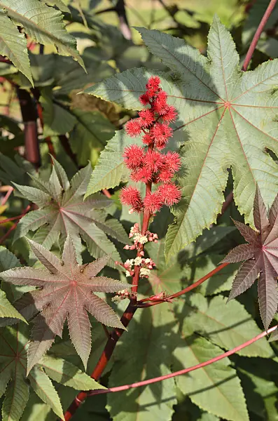 560012 - Castor oil plant (Ricinus communis)