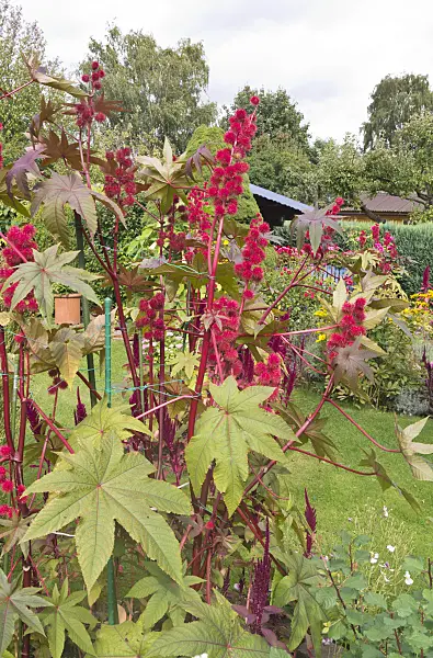 573078 - Castor oil plant (Ricinus communis)