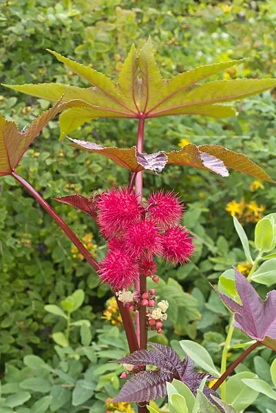 608106 - Castor oil plant (Ricinus communis)