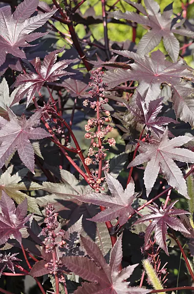 547384 - Castor oil plant (Ricinus communis 'Carmencita')