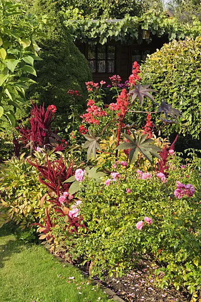 476092 - Castor oil plant (Ricinus communis), love lies bleeding (Amaranthus caudatus) and rose (Rosa)