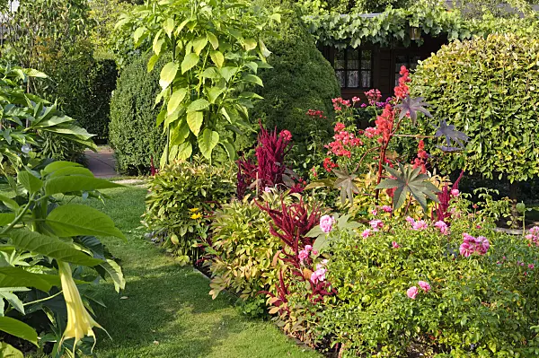 476093 - Castor oil plant (Ricinus communis), love lies bleeding (Amaranthus caudatus) and rose (Rosa)