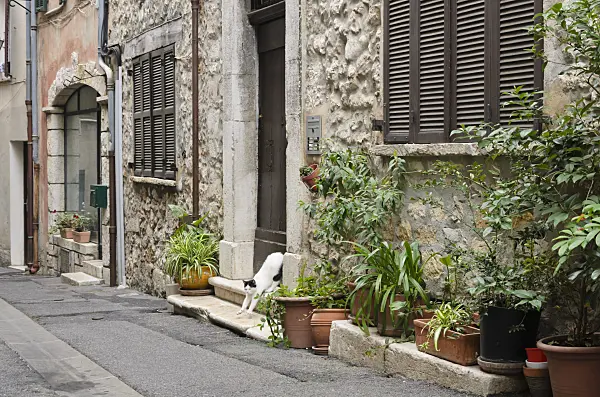 569081 - Cat in friont of an old town house with flower pots, Vence, France