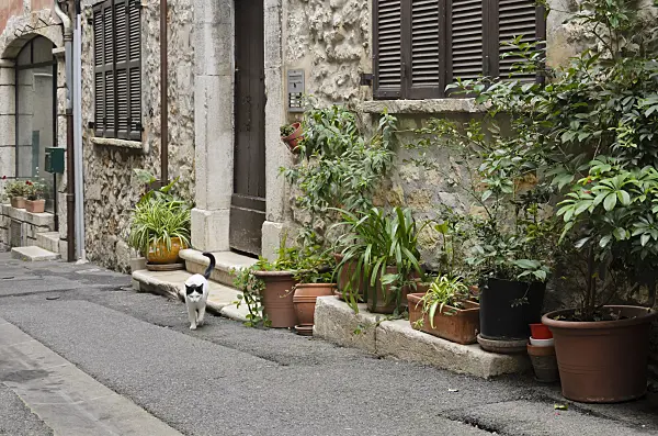569082 - Cat in friont of an old town house with flower pots, Vence, France