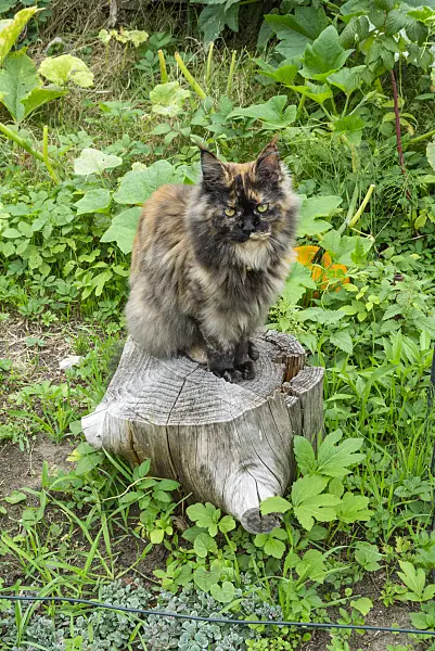 625010 - Cat on a tree stump