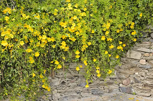 533117 - Cat's claw creeper (Dolichandra unguis-cati syn. Macfadyena unguis-cati)