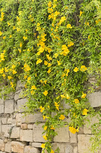 533127 - Cat's claw creeper (Dolichandra unguis-cati syn. Macfadyena unguis-cati)