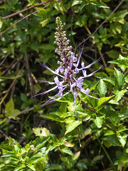 434180 - Cat's whiskers (Orthosiphon aristatus 'Purple')