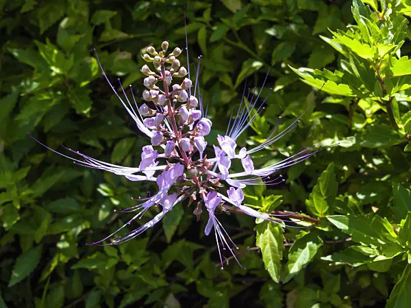 434181 - Cat's whiskers (Orthosiphon aristatus 'Purple')