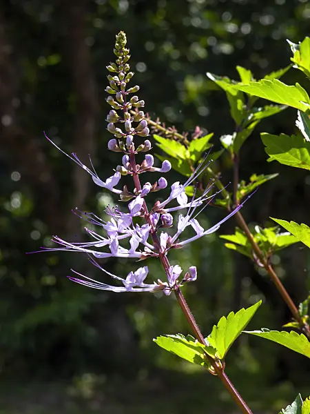 434182 - Cat's whiskers (Orthosiphon aristatus 'Purple')