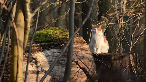506069 - Cat taking a sunbath on a tree trunk