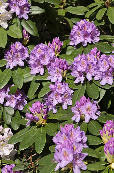 520307 - Catawba rhododendron (Rhododendron catawbiense)