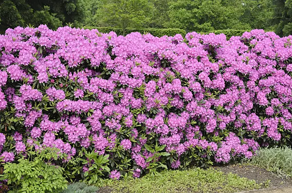 520432 - Catawba rhododendron (Rhododendron catawbiense)