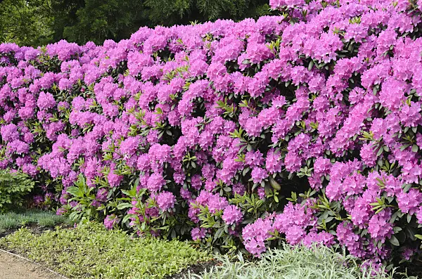520433 - Catawba rhododendron (Rhododendron catawbiense)