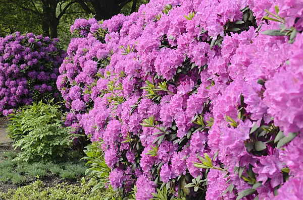 520434 - Catawba rhododendron (Rhododendron catawbiense)