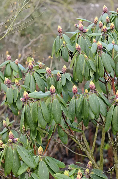 553054 - Catawba rhododendron (Rhododendron catawbiense)