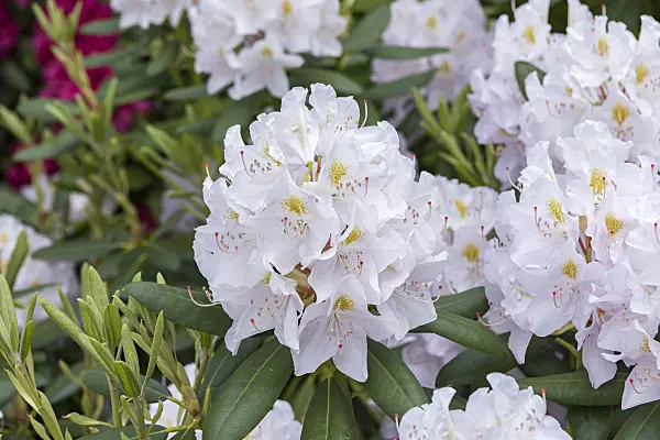 638218 - Catawba rhododendron (Rhododendron catawbiense 'Album Novum')