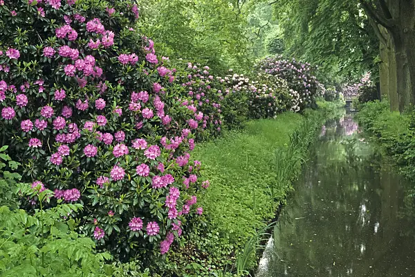 390140 - Catawba rhododendron (Rhododendron catawbiense) at a water ditch