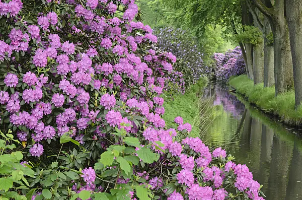 520431 - Catawba rhododendron (Rhododendron catawbiense) at a water ditch