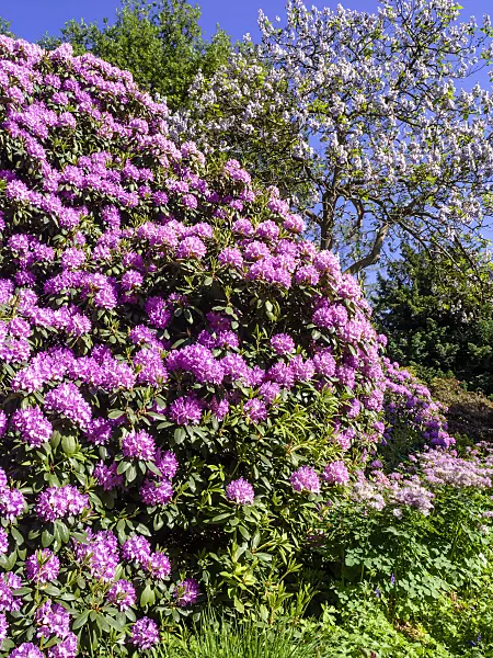 460137 - Catawba rhododendron (Rhododendron catawbiense 'Grandiflorum')