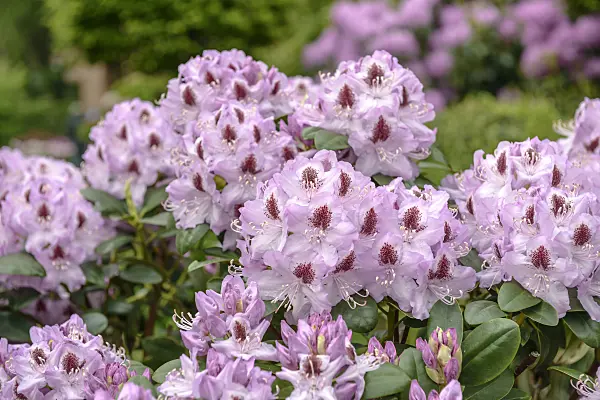 558214 - Catawba rhododendron (Rhododendron catawbiense 'Humboldt')